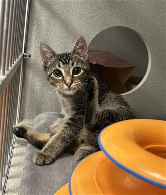 Thomasina - Domestic Medium Hair