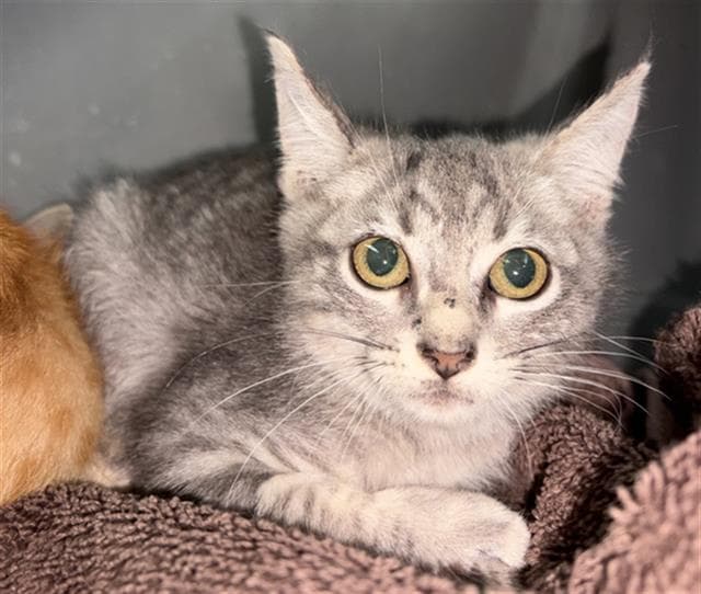 Lamine - Domestic Short Hair
