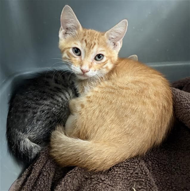 Ronaldo - Domestic Short Hair