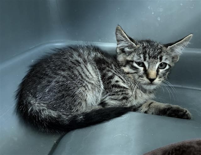 Neymar - Domestic Short Hair