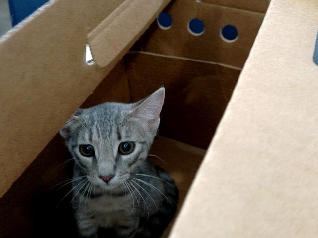 Marigold - Domestic Medium Hair