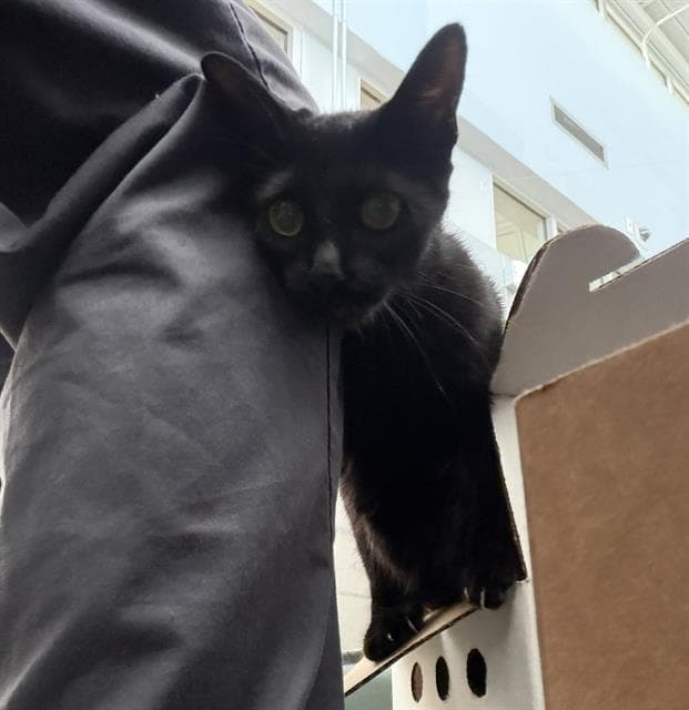 Momma - Domestic Short Hair