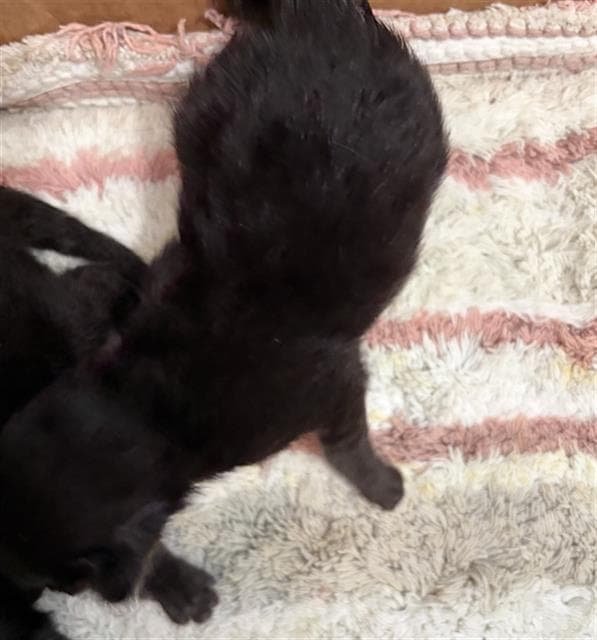 Poppy - Domestic Short Hair