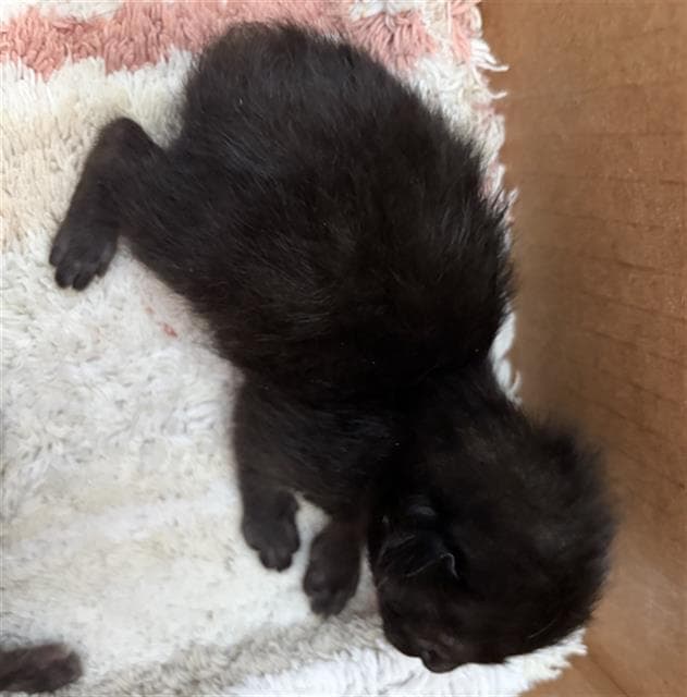 Sunflower - Domestic Short Hair