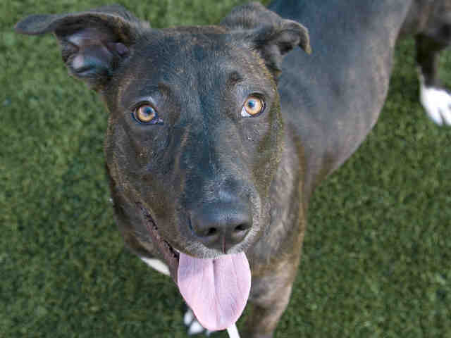 Lilah - Pit Bull Terrier