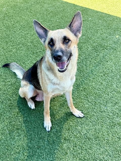 Poppy - German Shepherd Dog