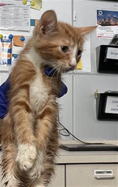 Titus - Domestic Short Hair