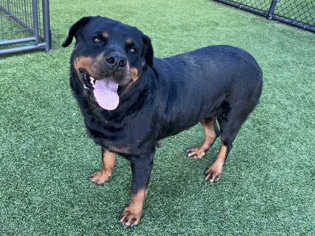 Kenedi - Rottweiler