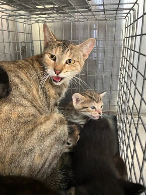 Mama - Domestic Short Hair