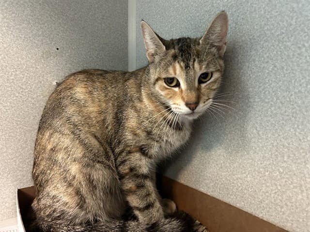 Mama - Domestic Short Hair