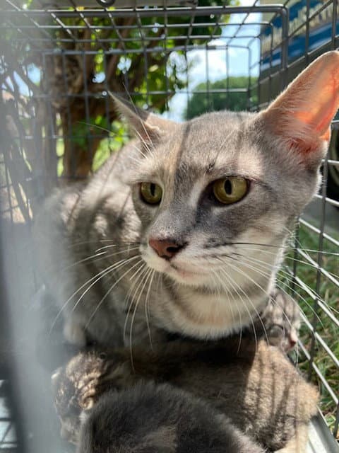 Baby - Domestic Short Hair