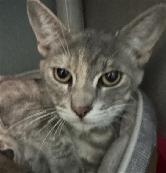 Baby - Domestic Short Hair