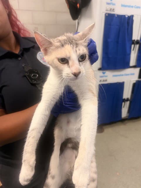 Baby Girl - Domestic Short Hair