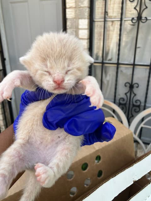 Unknown - Domestic Short Hair