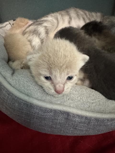 Unknown - Domestic Short Hair