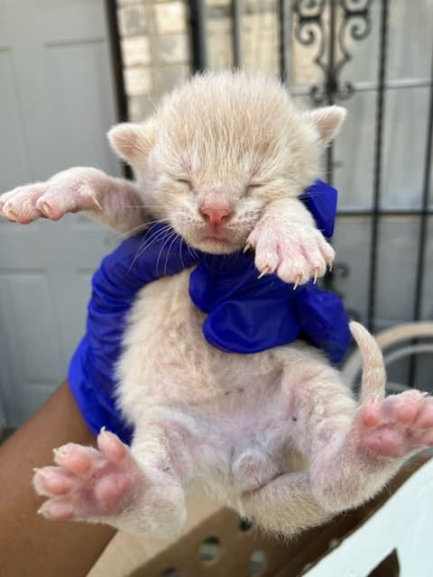 Unknown - Domestic Short Hair