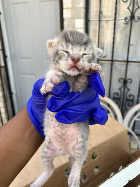 Unknown - Domestic Short Hair
