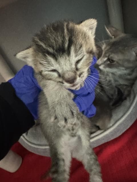 Unknown - Domestic Short Hair