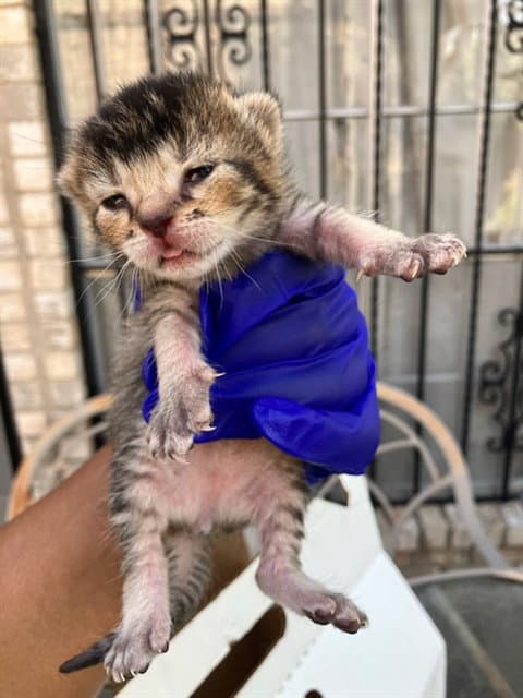 Unknown - Domestic Short Hair