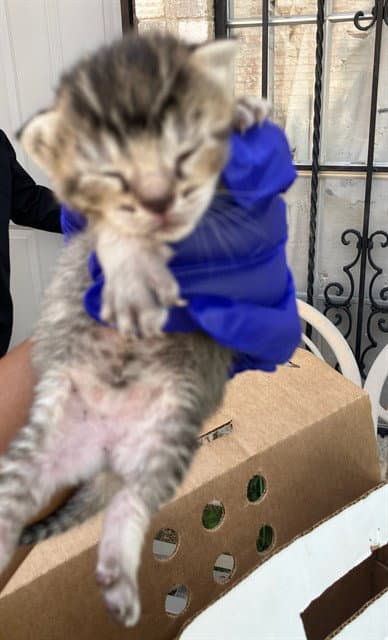 Unknown - Domestic Short Hair