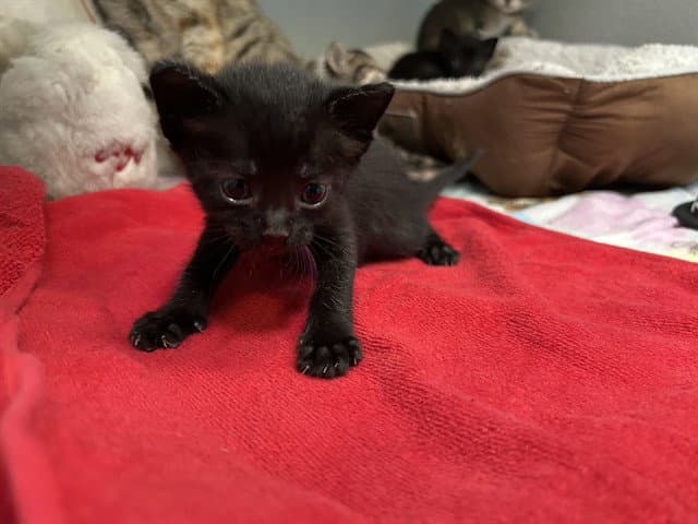 Spencer - Domestic Short Hair