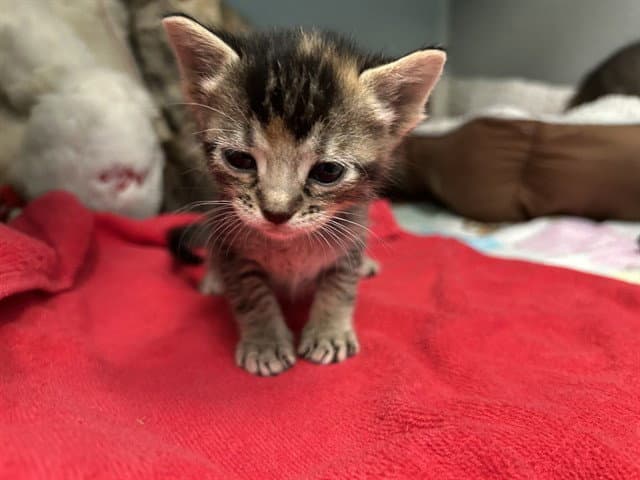 Freddie - Domestic Short Hair