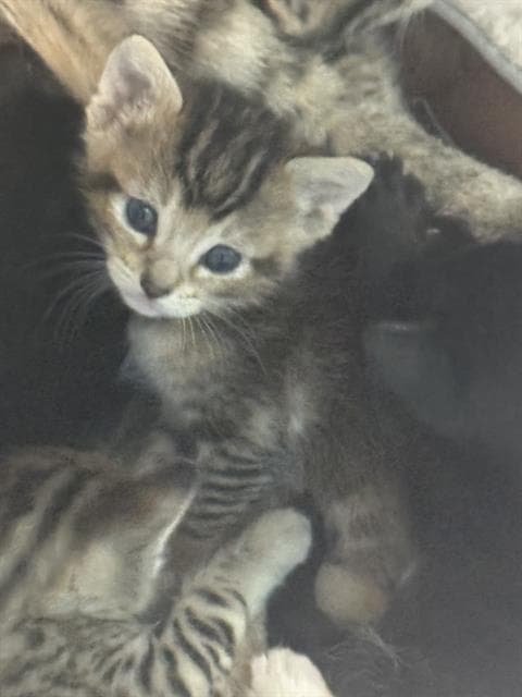 Sam - Domestic Short Hair