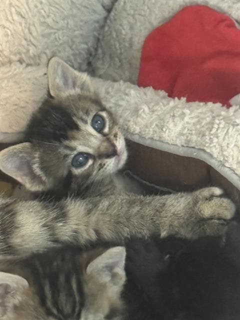 Carly - Domestic Short Hair