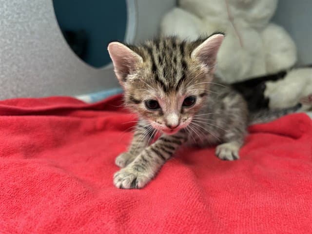 Carly - Domestic Short Hair