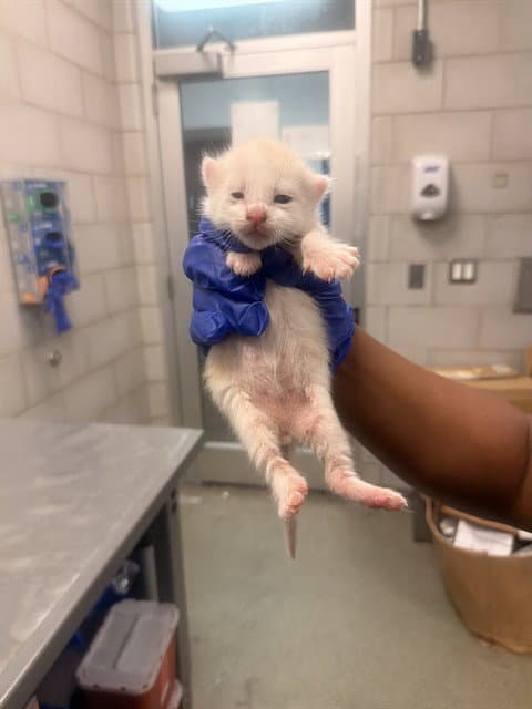 Bg - Domestic Short Hair