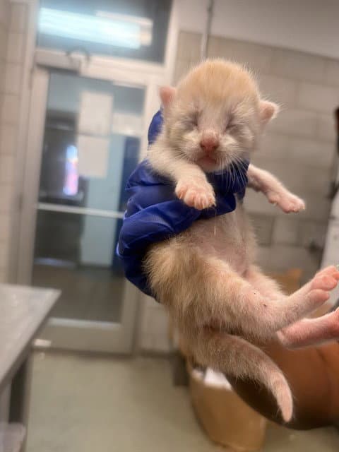 Bg - Domestic Short Hair