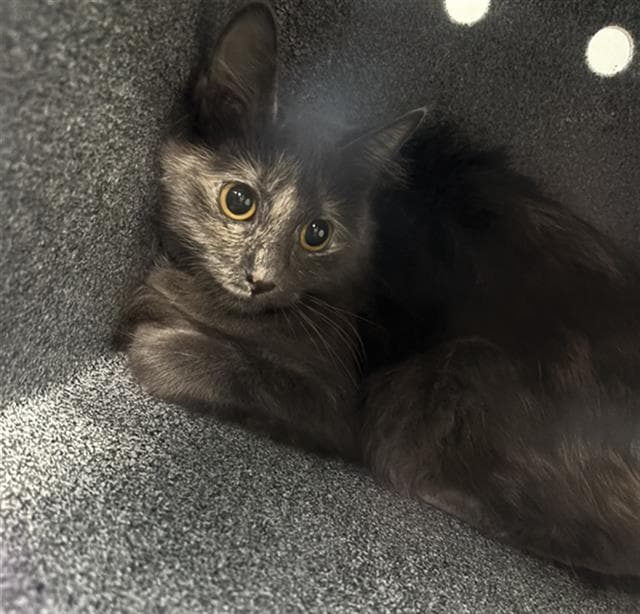 Muffin - Domestic Short Hair