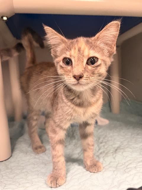 Cristina - Domestic Short Hair