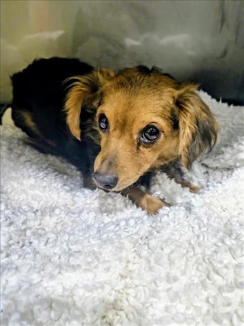 Marly - Dachshund