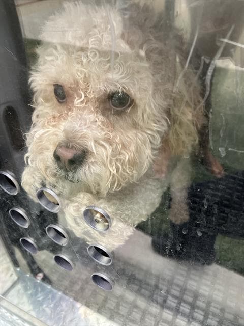 Cali - Poodle (Miniature)