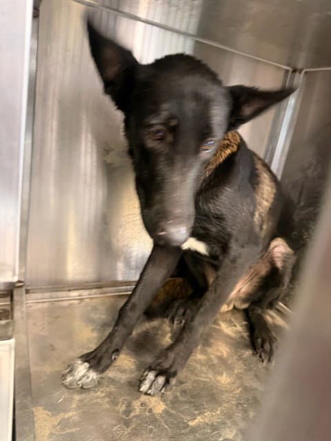 Max - Belgian Shepherd Malinois