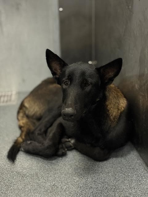 Max - Belgian Shepherd Malinois