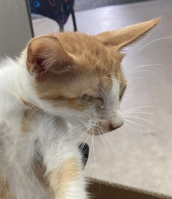 Fozzy - Domestic Short Hair