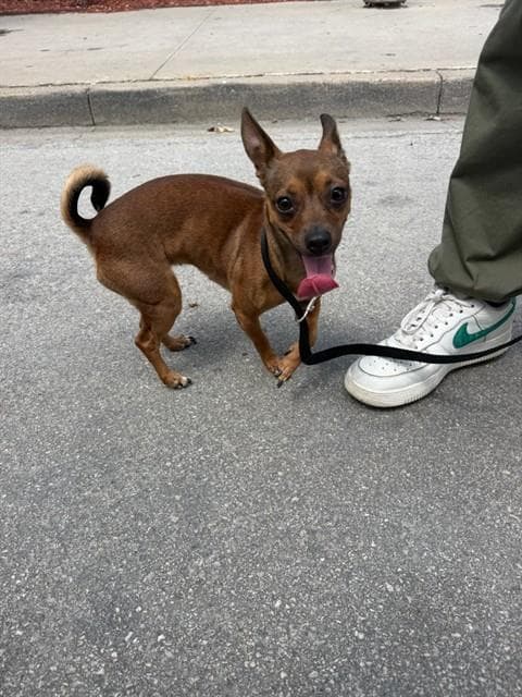 Cashew - Chihuahua