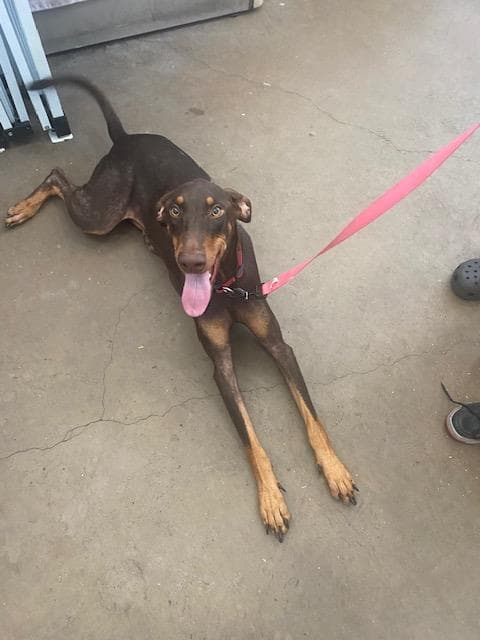 Charlotte - Doberman Pinscher