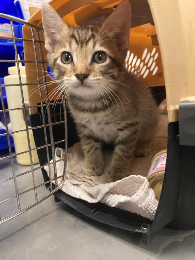 Bobby - Domestic Short Hair