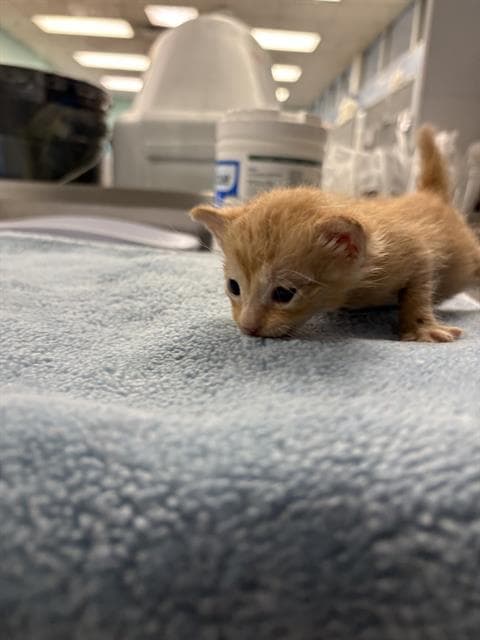 Tomco - Domestic Short Hair