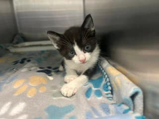 Susie - Domestic Short Hair
