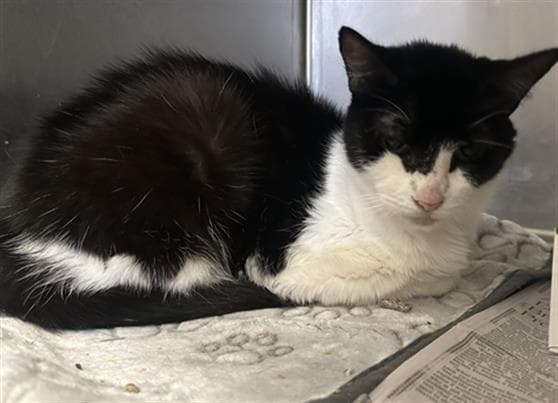 Oleta - Domestic Short Hair