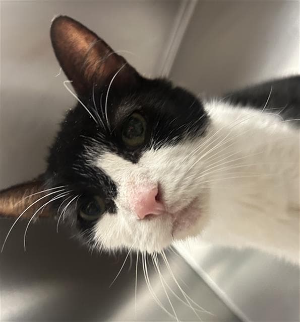 Oleta - Domestic Short Hair