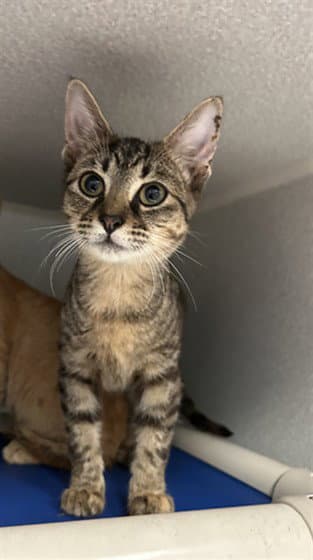 Charlie - Domestic Short Hair