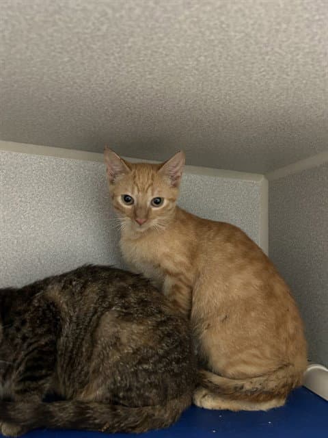 Lorraine - Domestic Short Hair