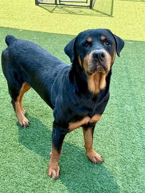 Oso - Rottweiler