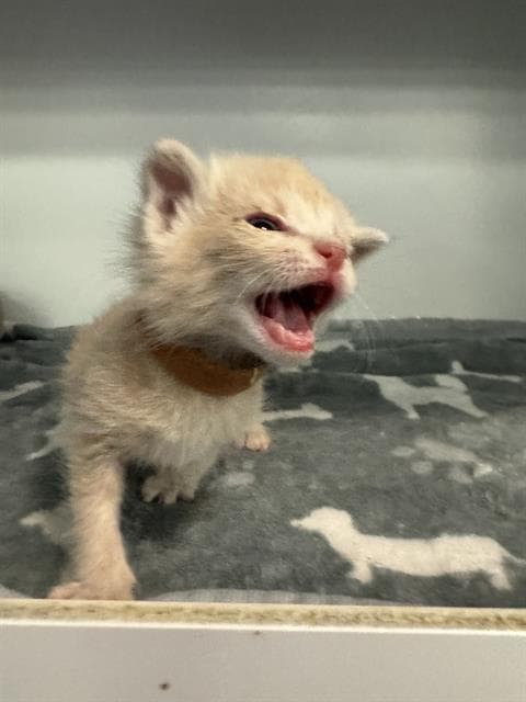 Tony - Domestic Short Hair