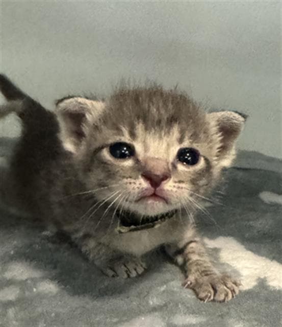 Steve - Domestic Short Hair